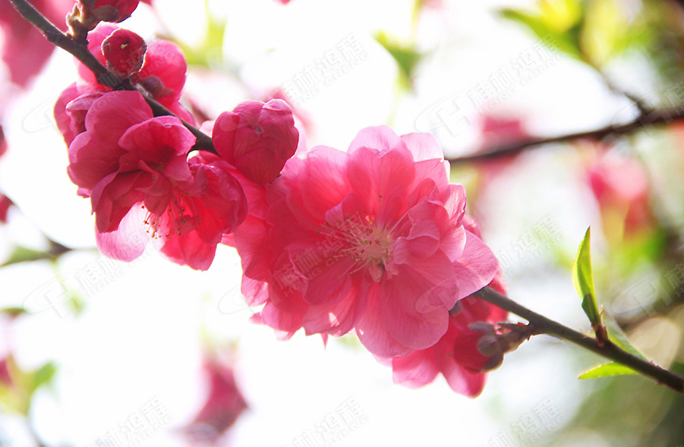 春暖花開，桂林鴻程誠邀您共賞春景！