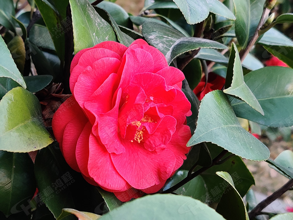桂林鴻程花團(tuán)錦簇，滿園春色，邀您一起共賞春景，共商大計(jì)！